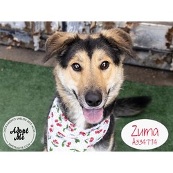 Photo of ZUMA
