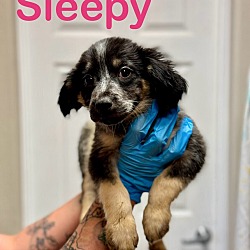 Thumbnail photo of Sleepy #1