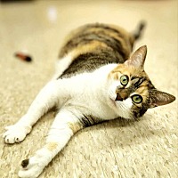adopt a pet