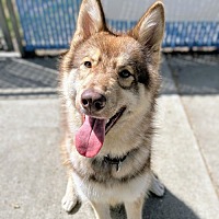 adopt a pet