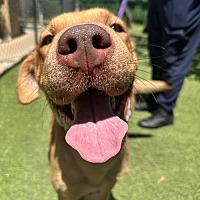 adopt a pet