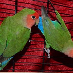 Thumbnail photo of Lovebirds #1