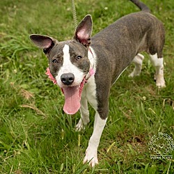 Thumbnail photo of Jewel - ADOPTED! #2