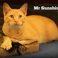 Thumbnail photo of Mr. Sunshine #1