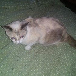 Photo of Angel