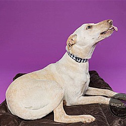 Photo of Rocky