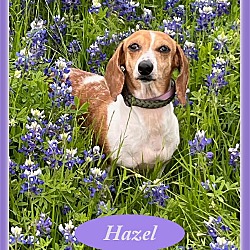 Photo of Hazel in TX