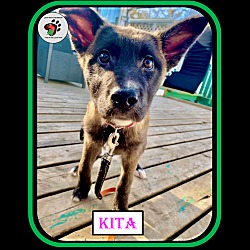 Thumbnail photo of Kita #4