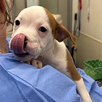 adopt a pet