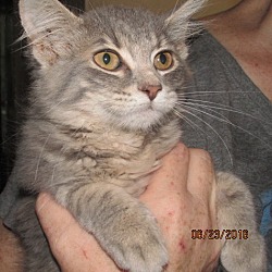 Thumbnail photo of Darcy Kitten #3