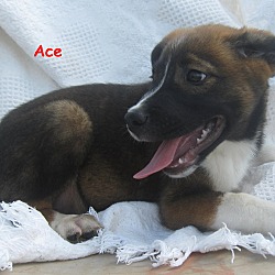 Thumbnail photo of Ace~meet me~ #3
