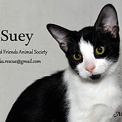 Thumbnail photo of Suey #1