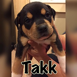 Thumbnail photo of Takk #1