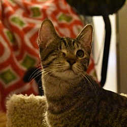 Thumbnail photo of Ripley (polydactyl/loves dogs) #1