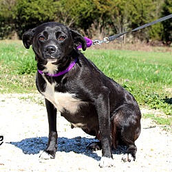 Thumbnail photo of Pollie~adopted! #1