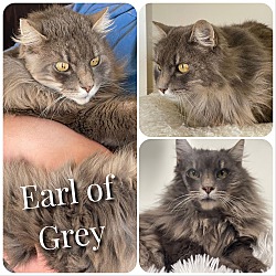 Thumbnail photo of Earl of Grey #2