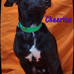 Thumbnail photo of Cheerio #1