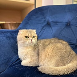 Photo of Flufftail