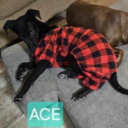 Thumbnail photo of Ace DS* #2