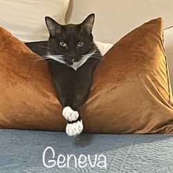 Photo of Geneva