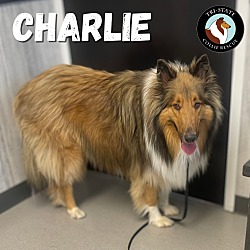 Thumbnail photo of Charlie #3