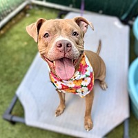 adopt a pet