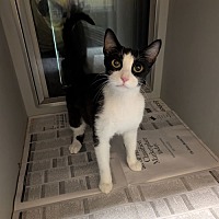 adopt a pet