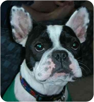 Baltimore Md French Bulldog Meet Butters A Pet For Adoption Adoptapet Com