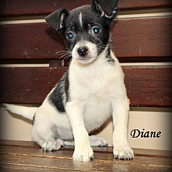 Thumbnail photo of Diane~adopted! #1