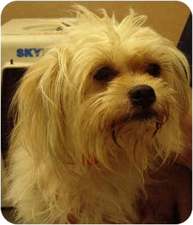 silky terrier maltese mix