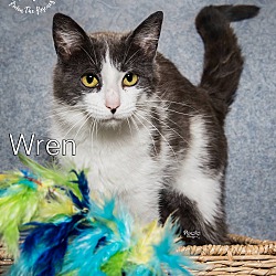 Photo of Wren