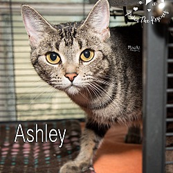 Thumbnail photo of Ashley (adoption fee reduced!) #2