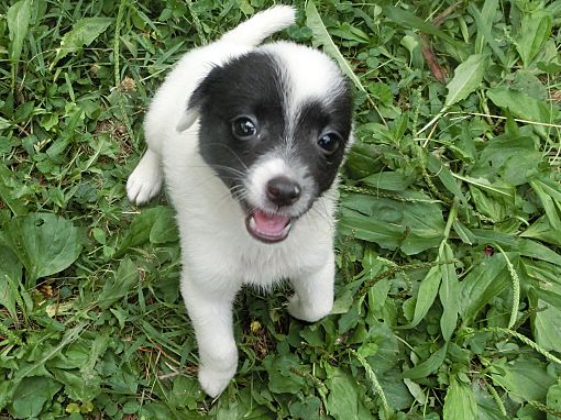 Southbury, CT - Chihuahua/Schipperke. Meet Sully~adopted! a Pet for ...