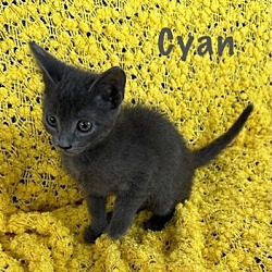 Photo of Cyan