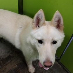 Husky puppies for sale spokane top
