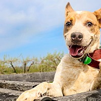 adopt a pet