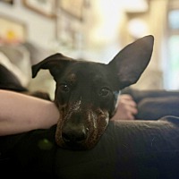 adopt-pet