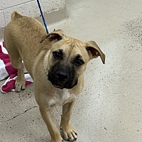adopt a pet