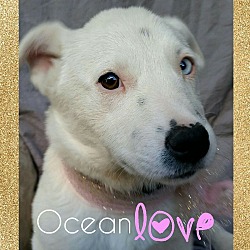 Thumbnail photo of Ocean Love #1