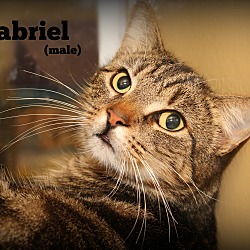 Thumbnail photo of Gabriel #3