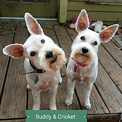 Thumbnail photo of Cricket & Buddy-ADopted! #2