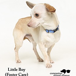 Thumbnail photo of Little Boy  (Foster Care) #3