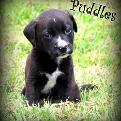 Thumbnail photo of Puddles #4