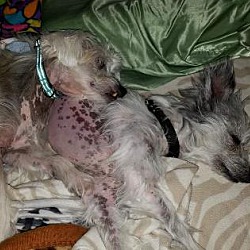 Thumbnail photo of Scully and Scrappy (DE) #2