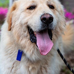 Golden Retriever Puppies For Sale In Portland Oregon Adoptapet Com