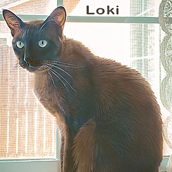 Thumbnail photo of Loki PENDING #3