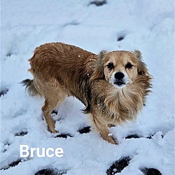Thumbnail photo of Bruce #2