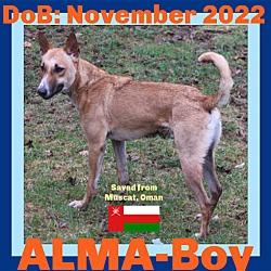 Photo of ALMA-Boy - Oman