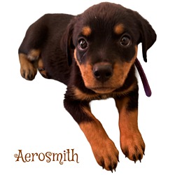 Photo of Aerosmith