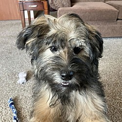 Thumbnail photo of Buddy - Cutest Havanese #2